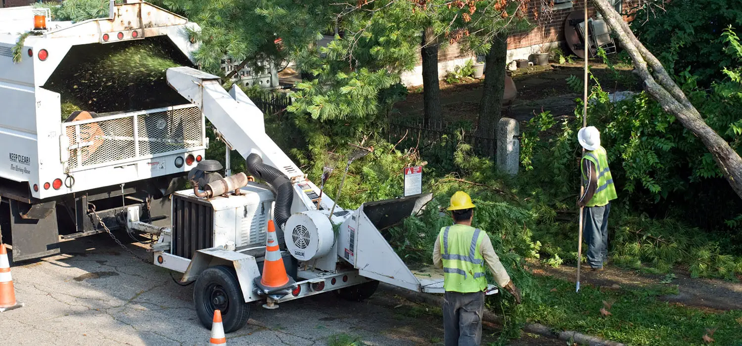 tree service marissa il
